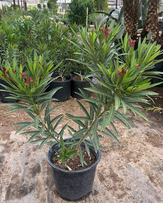 Dwarf Red Oleander