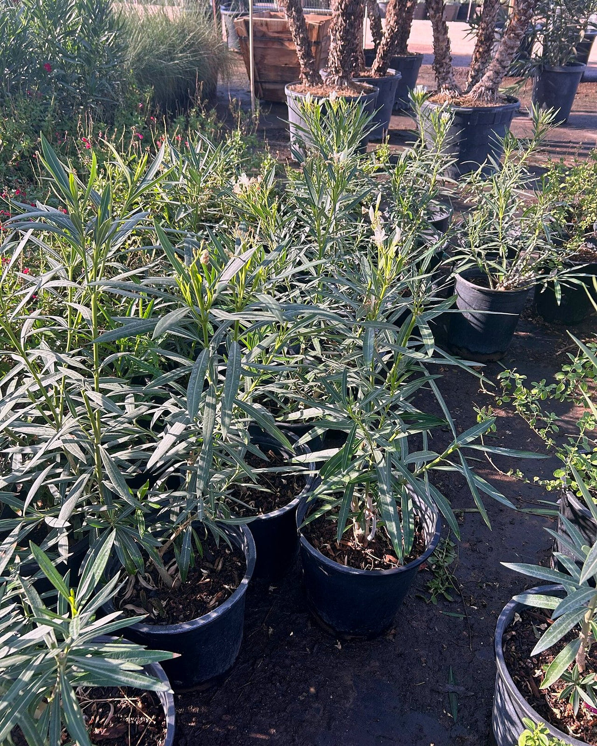 Dwarf White Oleander