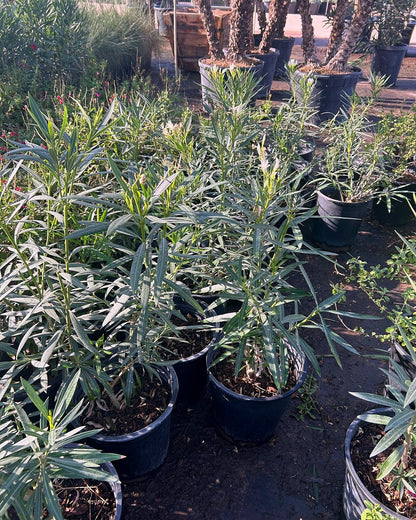 Dwarf White Oleander