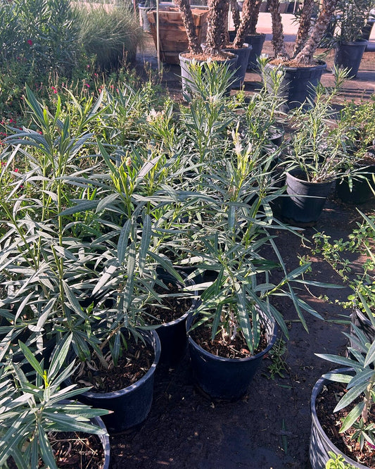Dwarf White Oleander