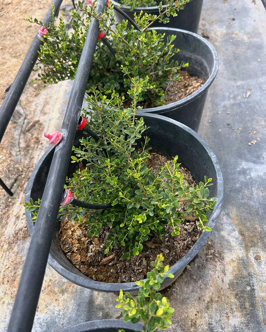 Dwarf Yaupon Holly