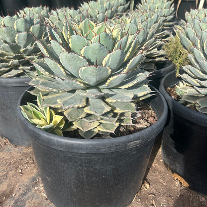 15 gallon Dwarf Butterfly Agave Variegated (Agave potatorum 'Variegata') in nursery pot — Phoenix, AZ