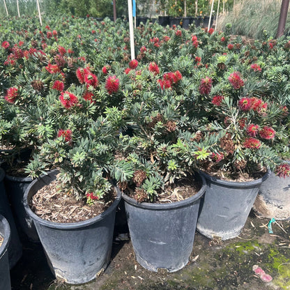 5 gallon Dwarf Little John Bottlebrush (Callistemon viminalis 'Little John') in nursery pot — Phoenix, AZ