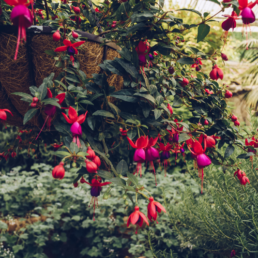 Dwarf Pomegranate