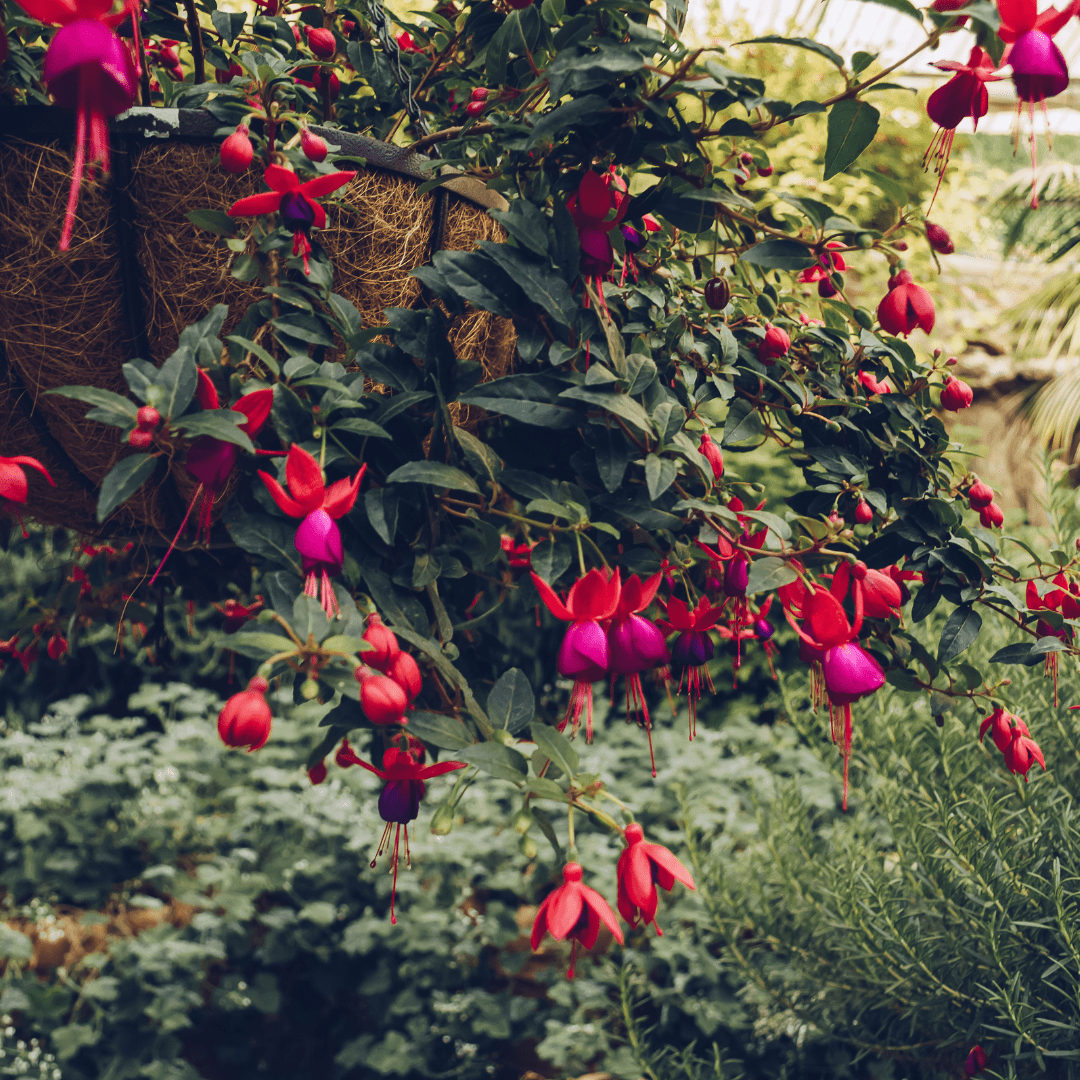 Buy Dwarf Pomegranate Phoenix, AZ | Punica granatum | Three