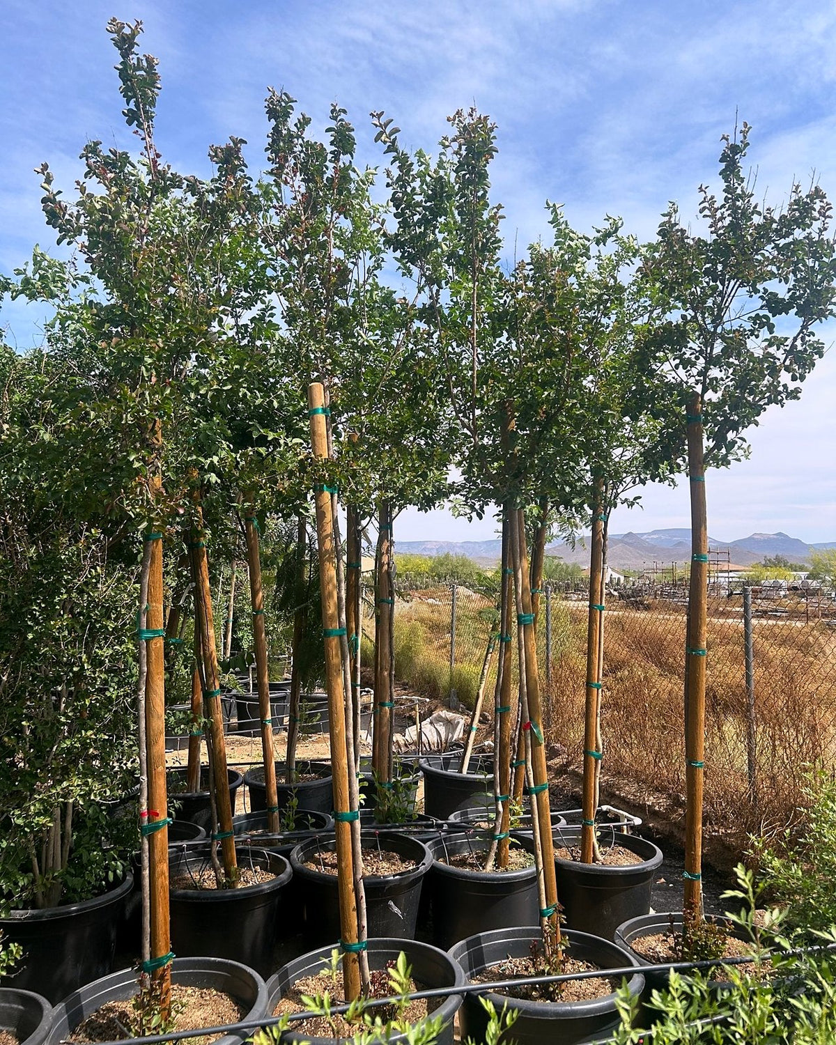 Dynamite Red Crape Myrtle