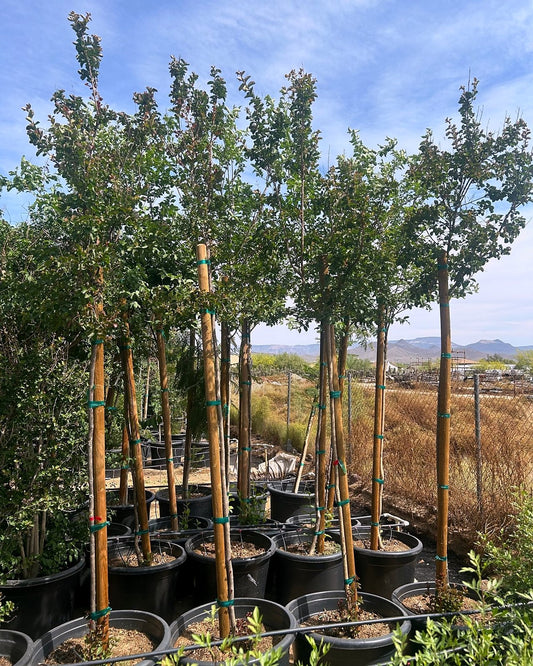 Dynamite Red Crape Myrtle