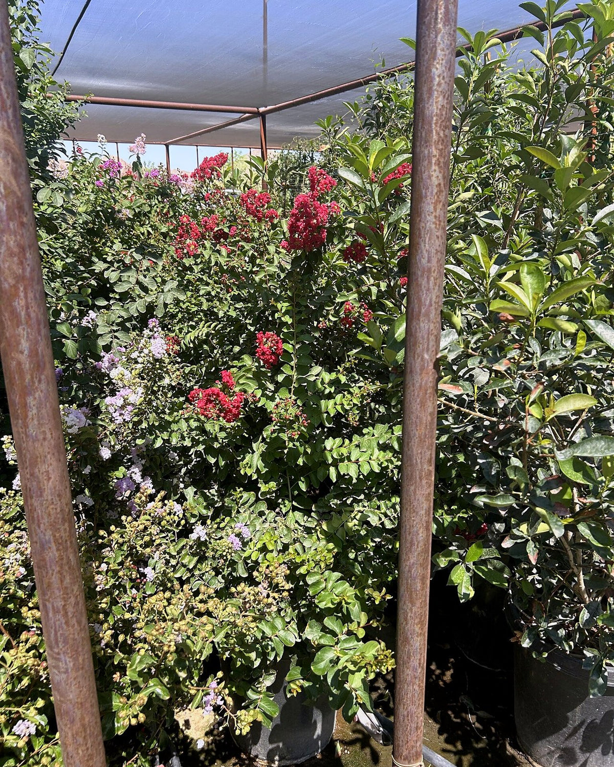 Dynamite Red Crape Myrtle