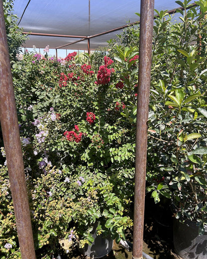 Dynamite Red Crape Myrtle