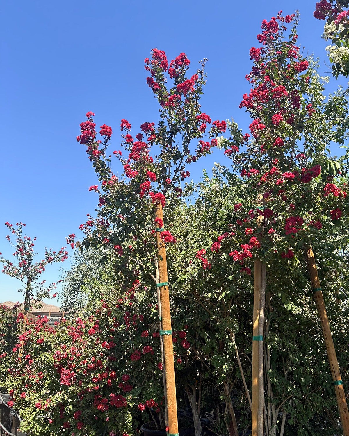 Dynamite Red Crape Myrtle