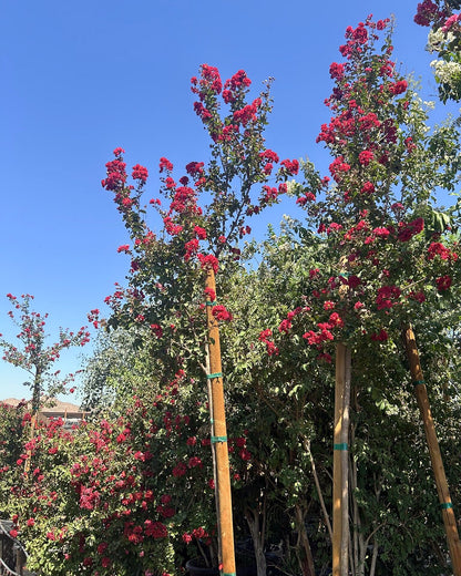 Dynamite Red Crape Myrtle