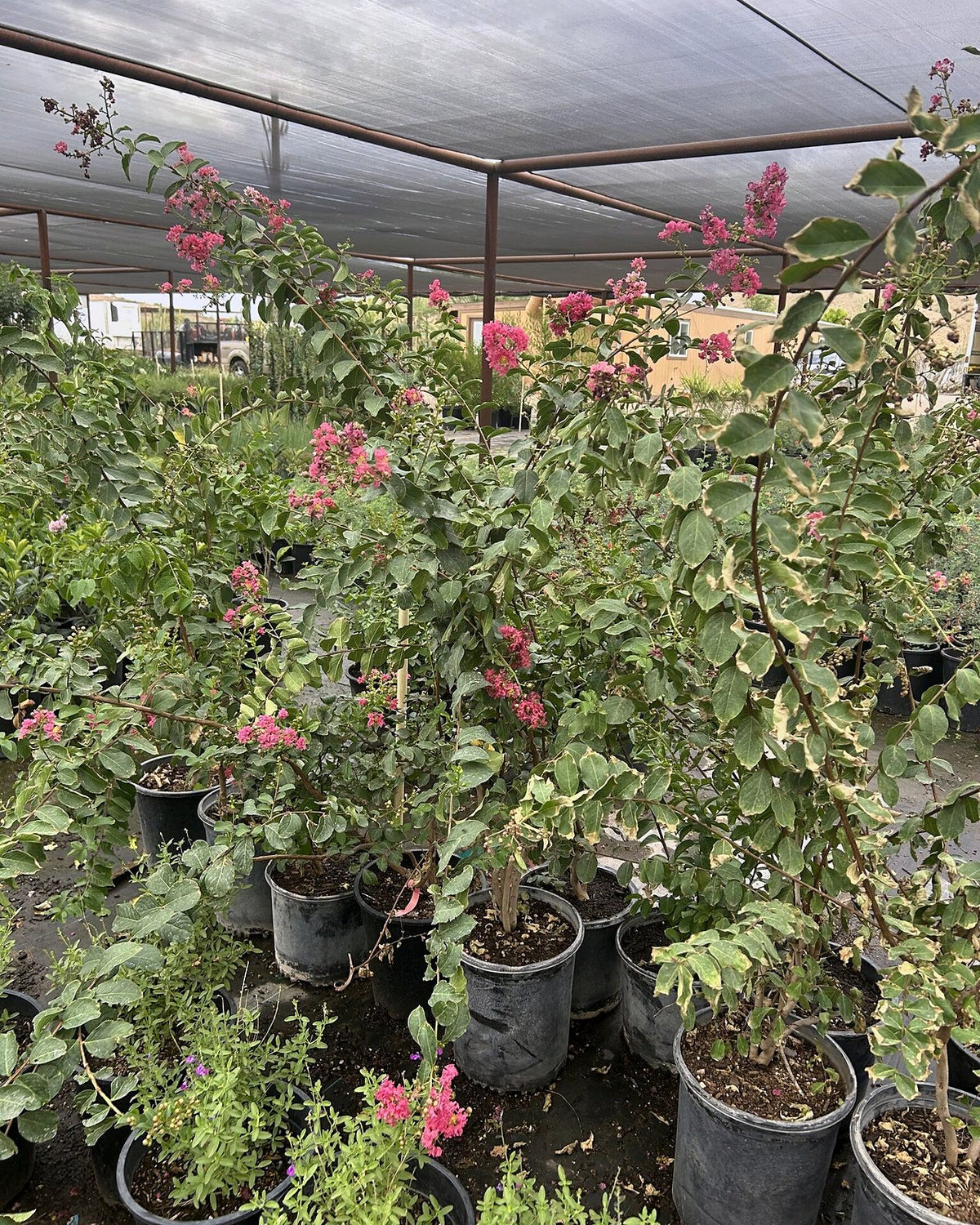 Dynamite Red Crape Myrtle
