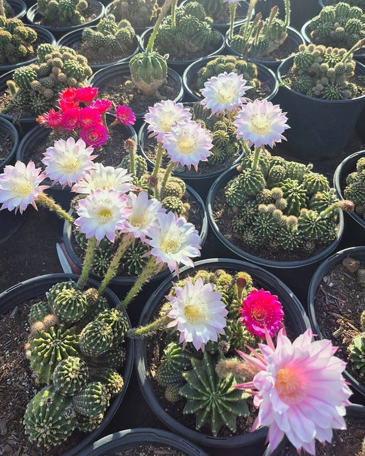 Easter Lily Cactus