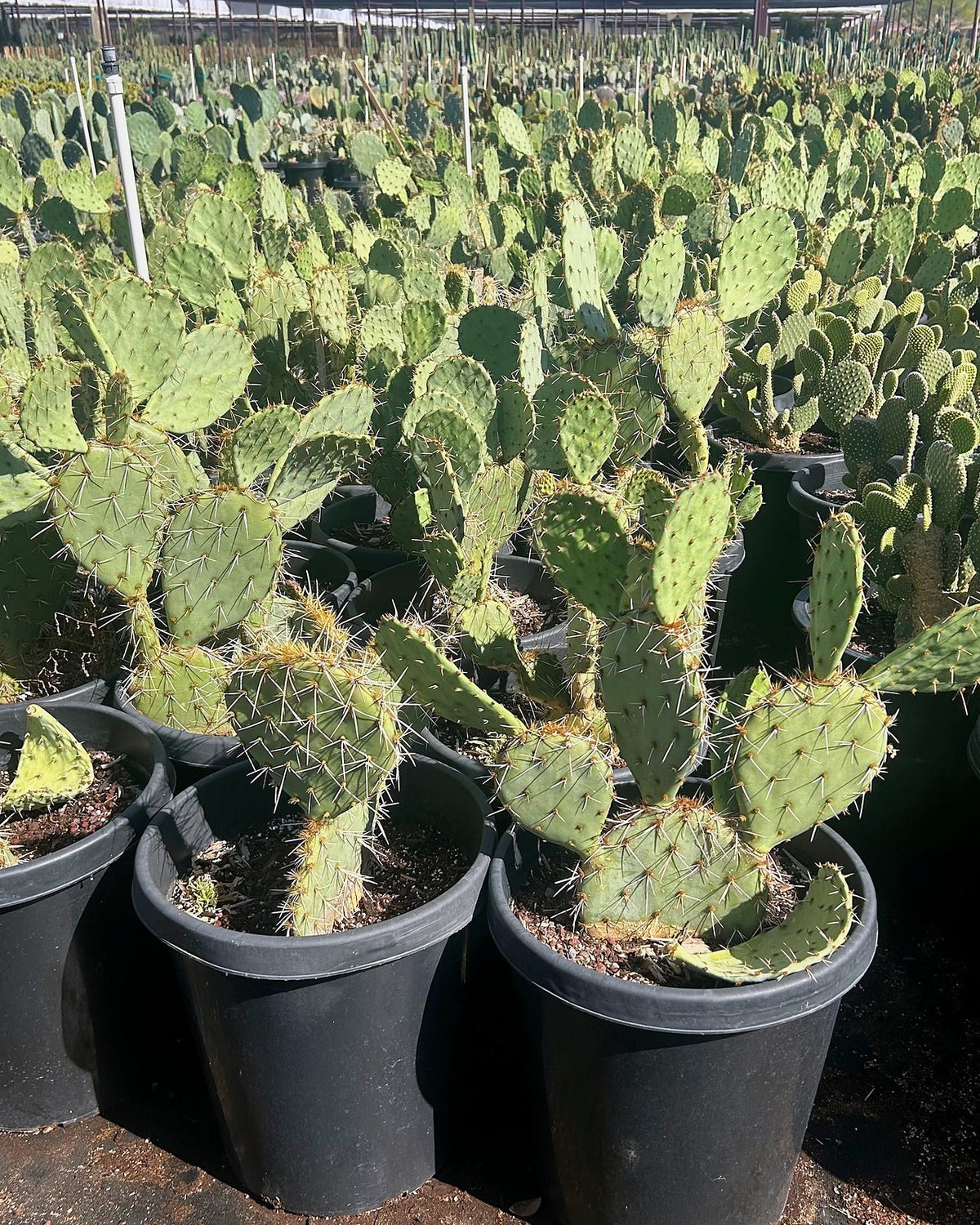 Engleman's Prickly Pear