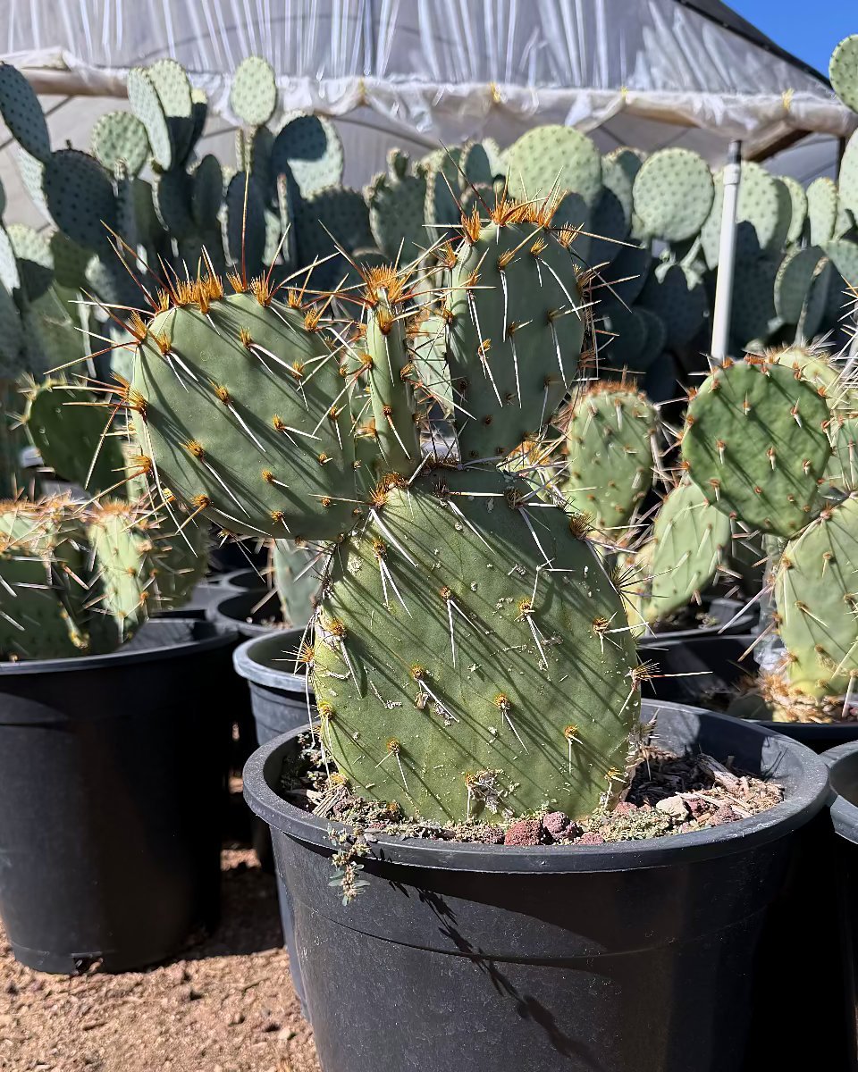 Engleman's Prickly Pear