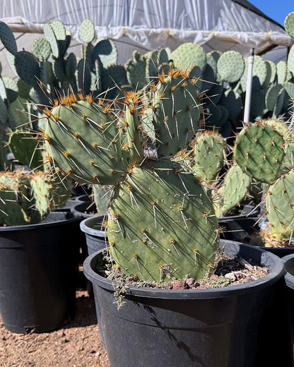 Engleman's Prickly Pear