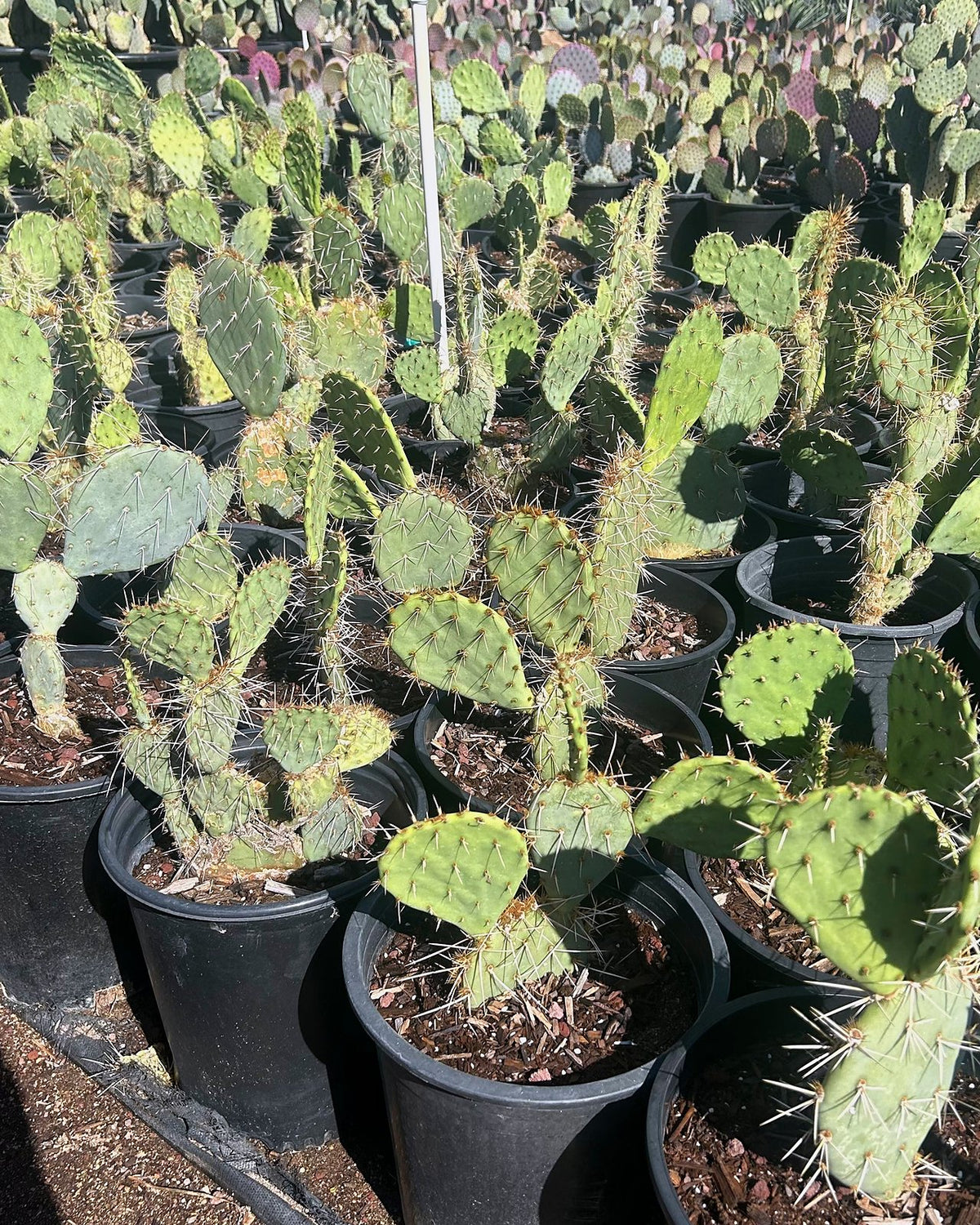 Engleman's Prickly Pear