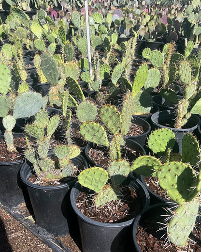 Engleman's Prickly Pear