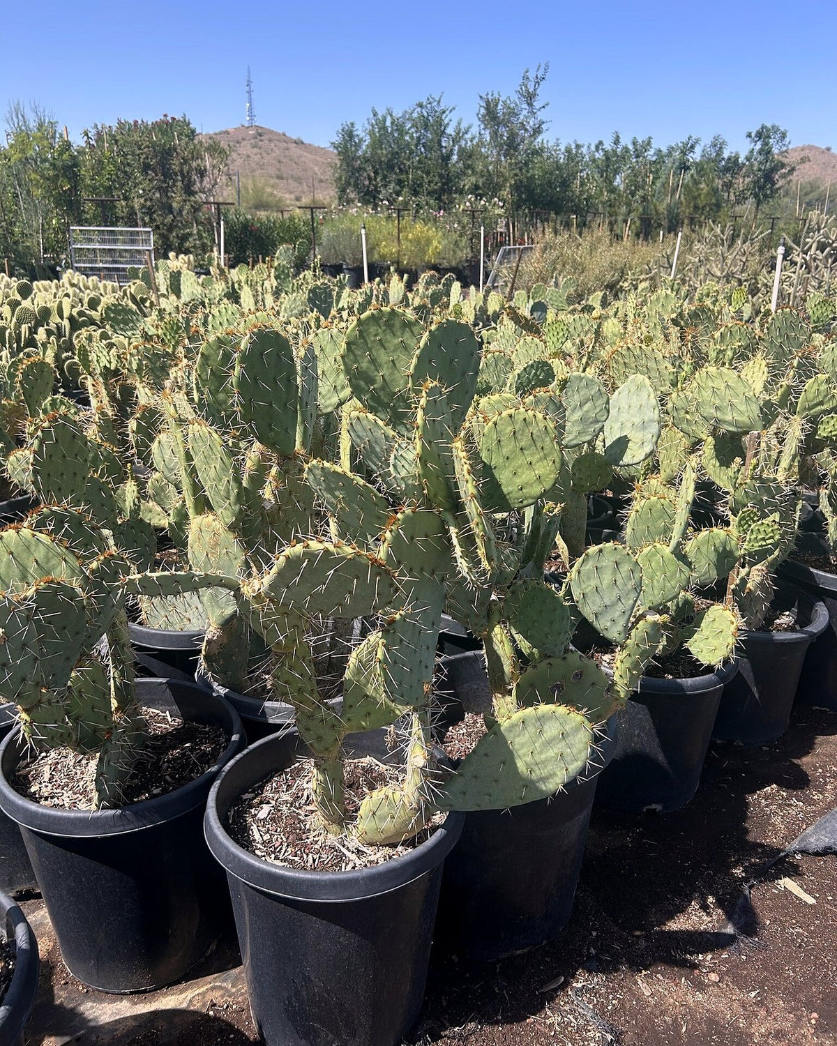 Engleman's Prickly Pear