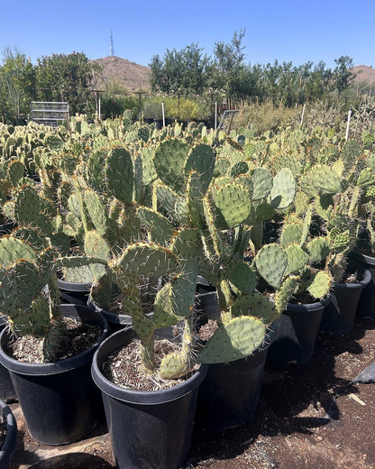 Engleman's Prickly Pear