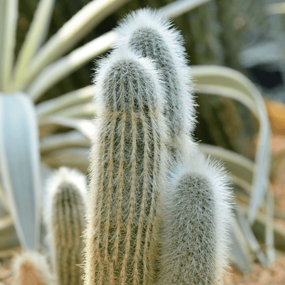 Peruvian Old Man cactus (Espostoa lanata) close-up showing white woolly hairs on columnar stem — Phoenix, AZ