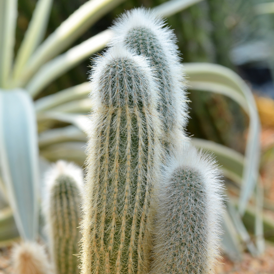 Peruvian Old Man Cactus