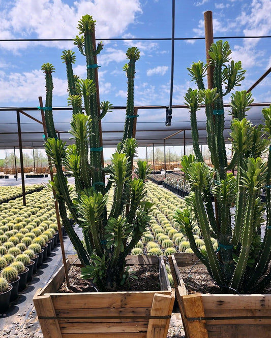 Euphorbia royleana