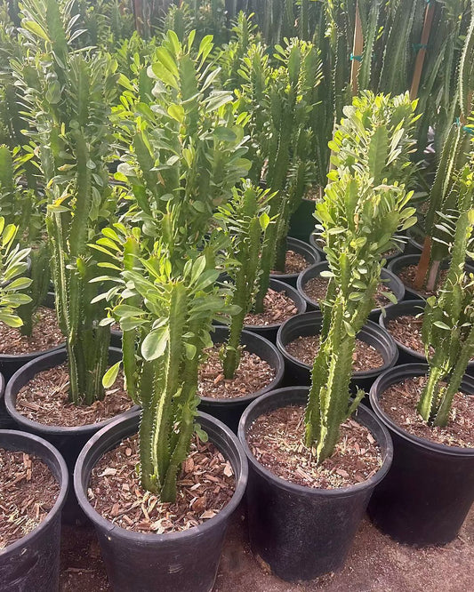 Euphorbia trigona-Green
