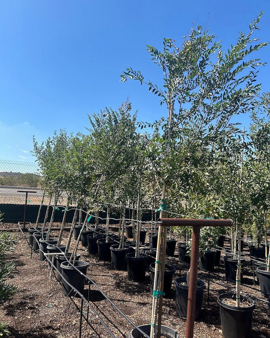 Evergreen Elm