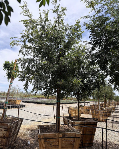 Evergreen Elm