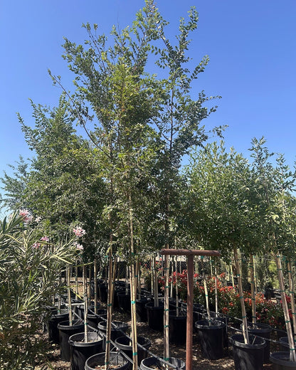 Evergreen Elm