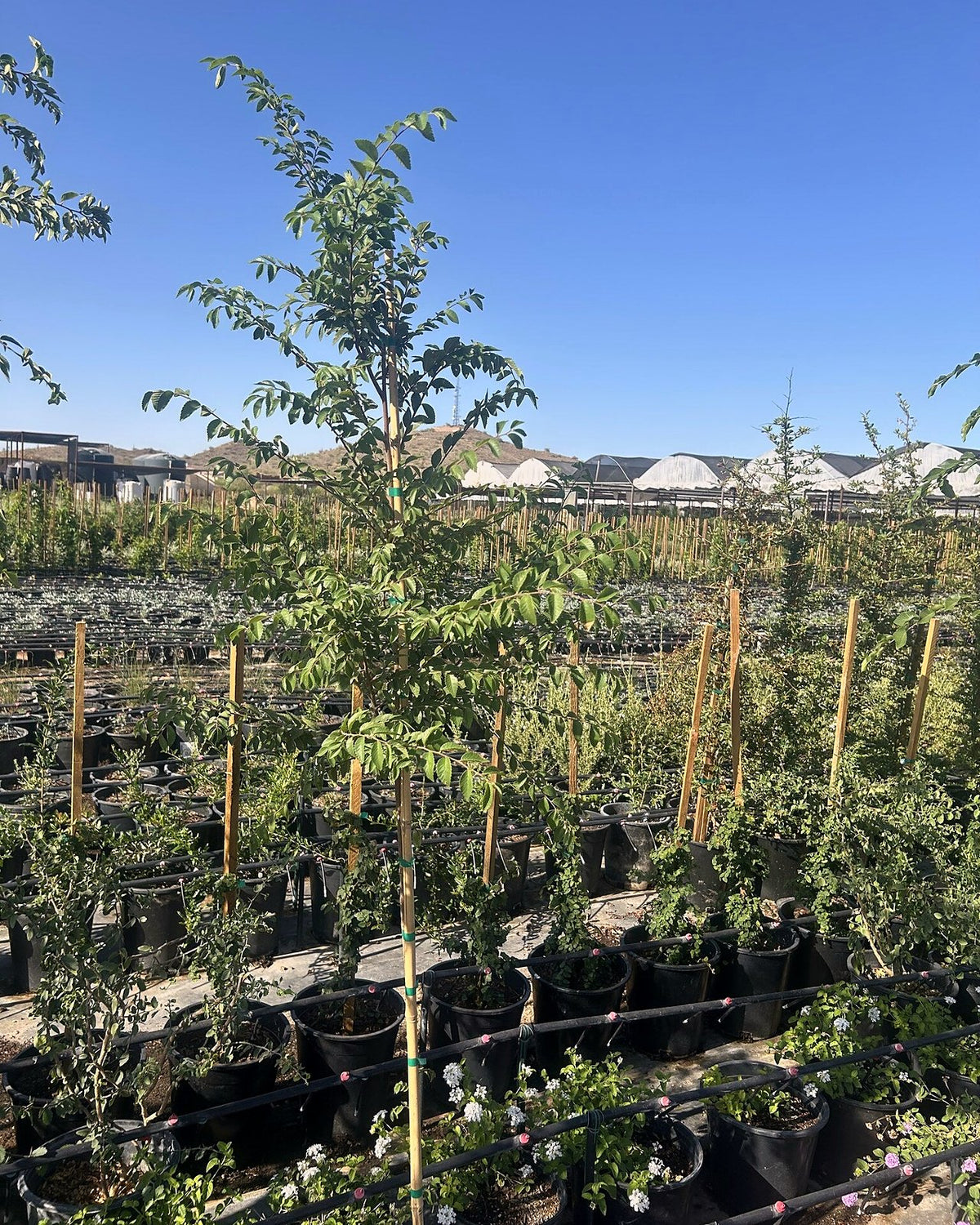 Evergreen Elm