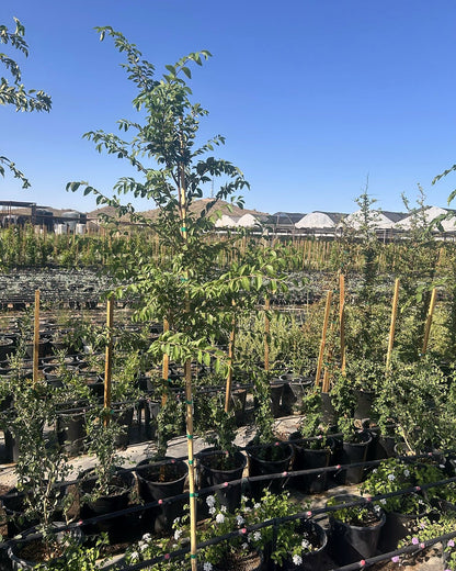 Evergreen Elm