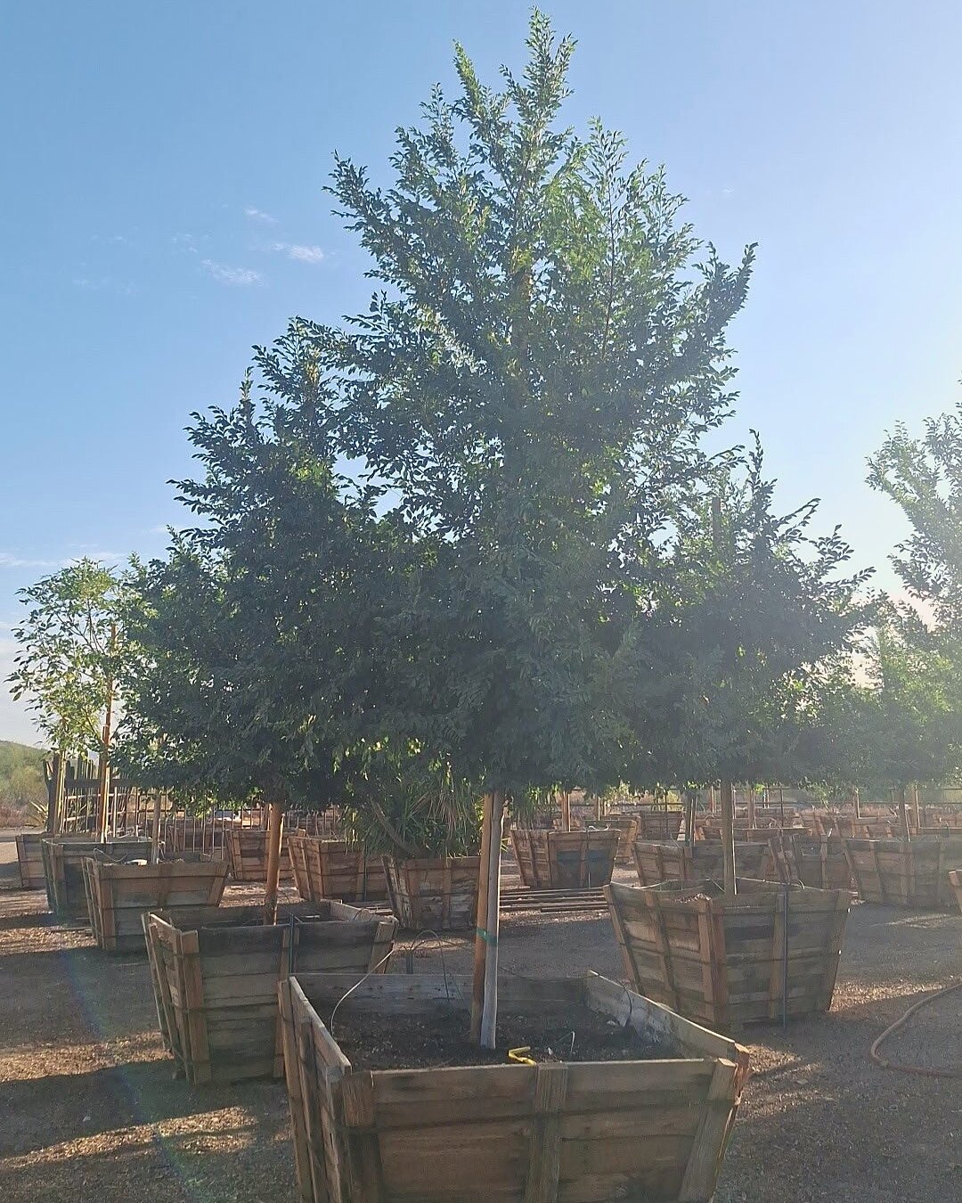 Evergreen Elm
