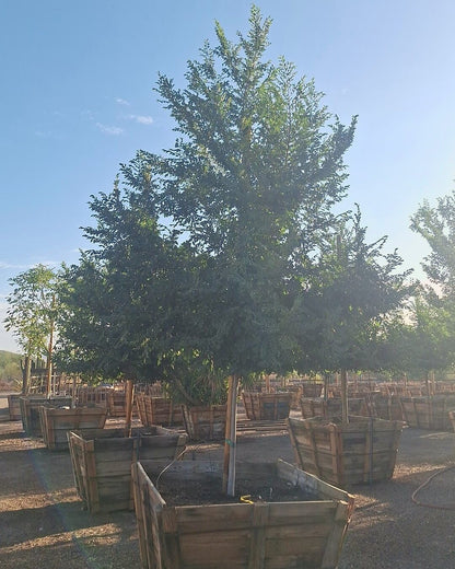 Evergreen Elm