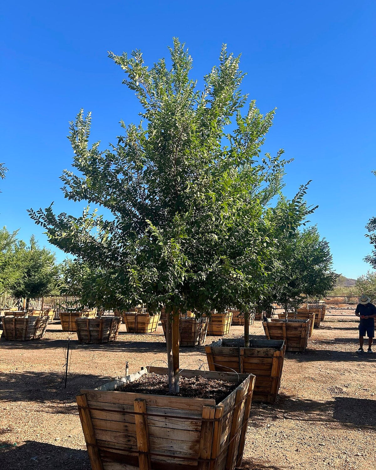 Evergreen Elm