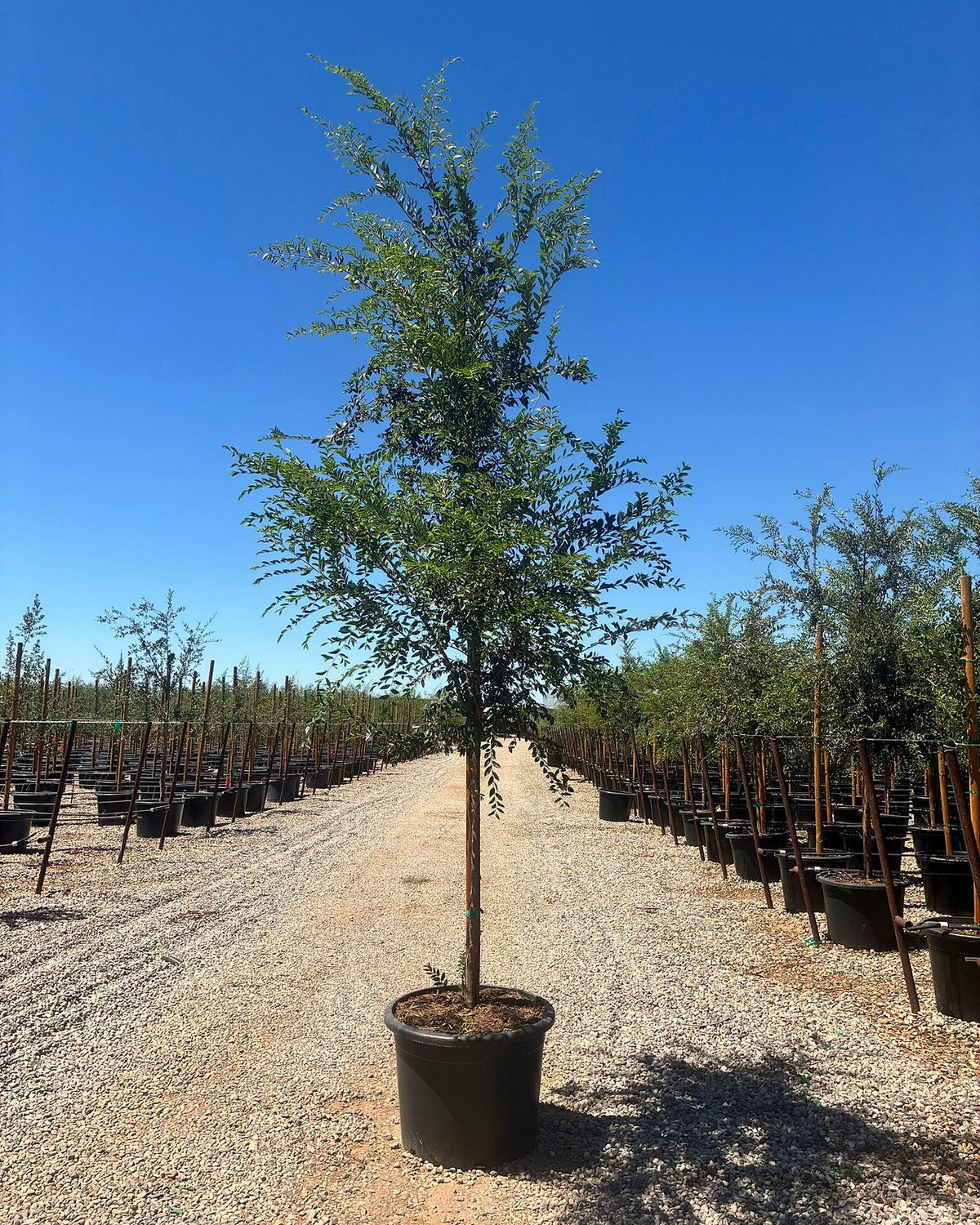 Evergreen Elm
