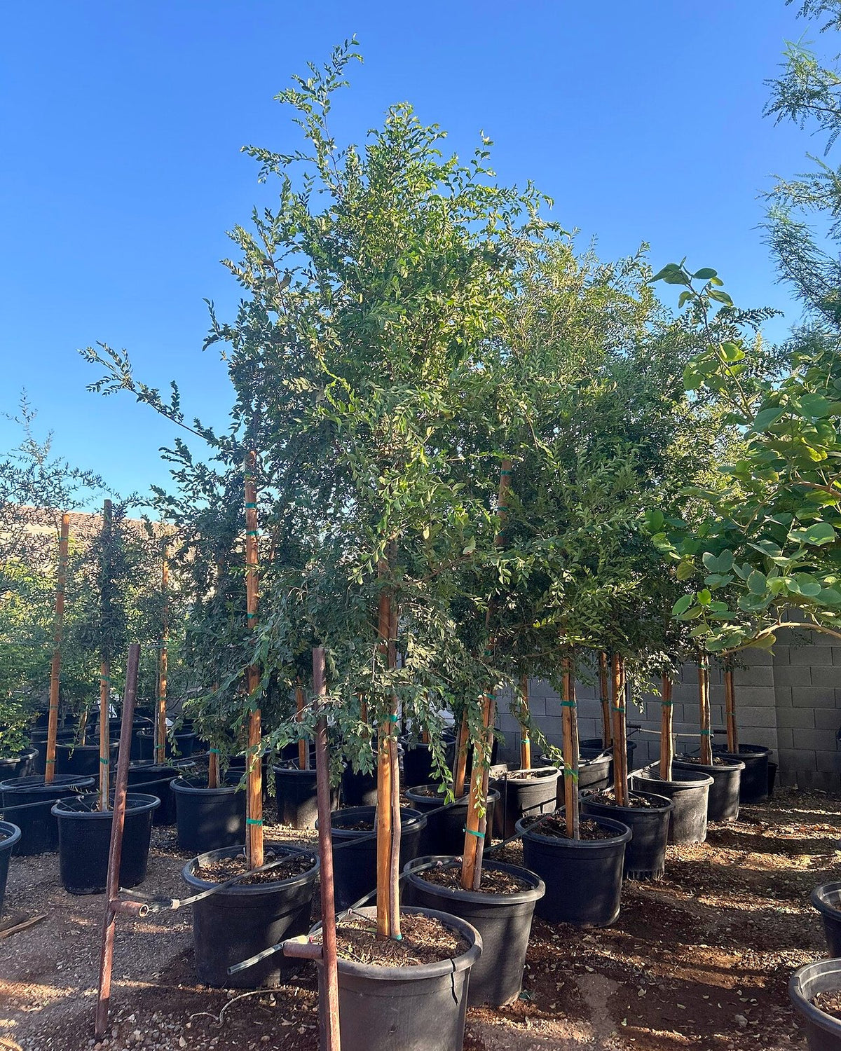 Evergreen Elm