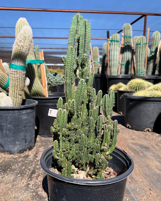 Fairy Castle Cactus