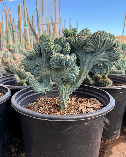 Micro Crested Blue Myrtle