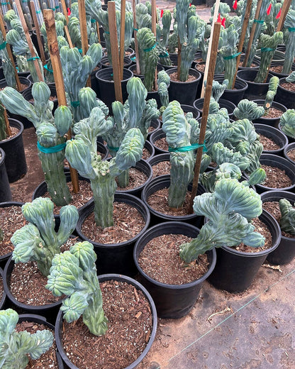 Micro Crested Blue Myrtle