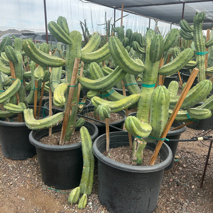 Buy Fat Blue Myrtle Cactus Phoenix, AZ | M. geometrizans