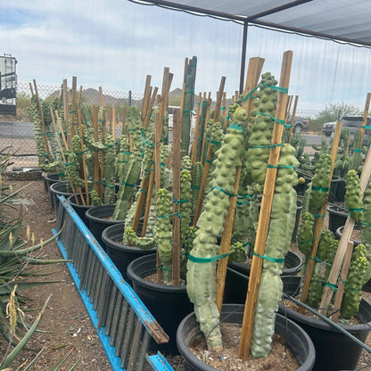 25 gallon Totem Pole Cactus (Pachycereus schottii f. monstrosus) in nursery pot — Phoenix, AZ