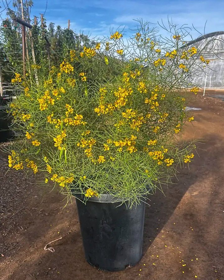 Feathery Cassia