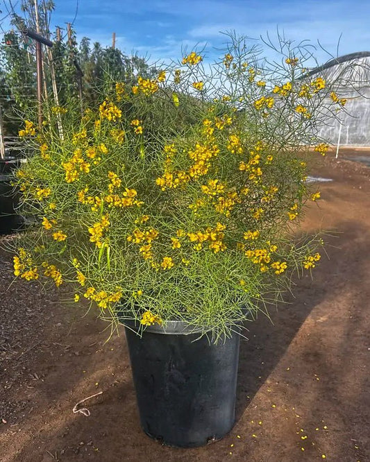 Feathery Cassia
