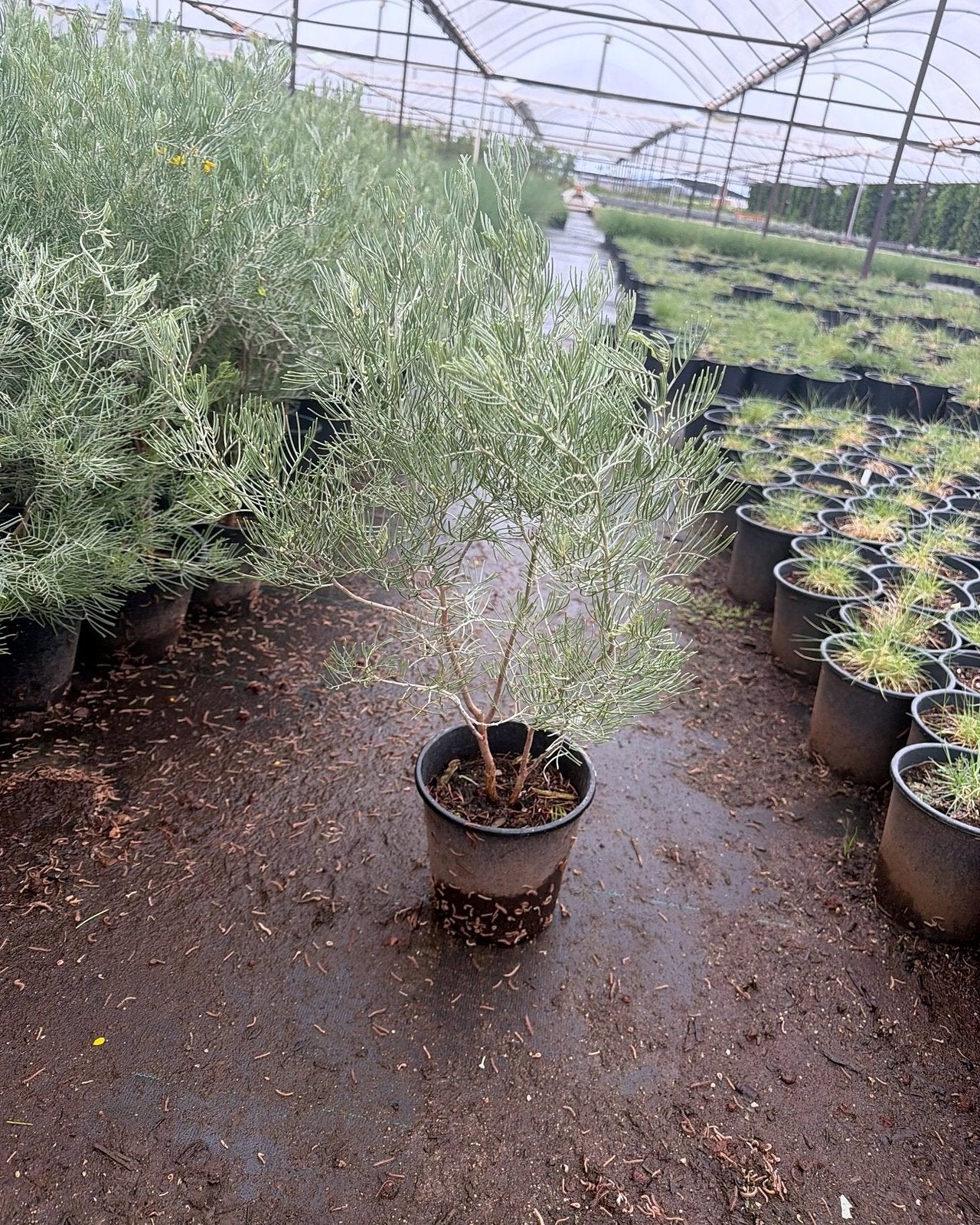Feathery Cassia