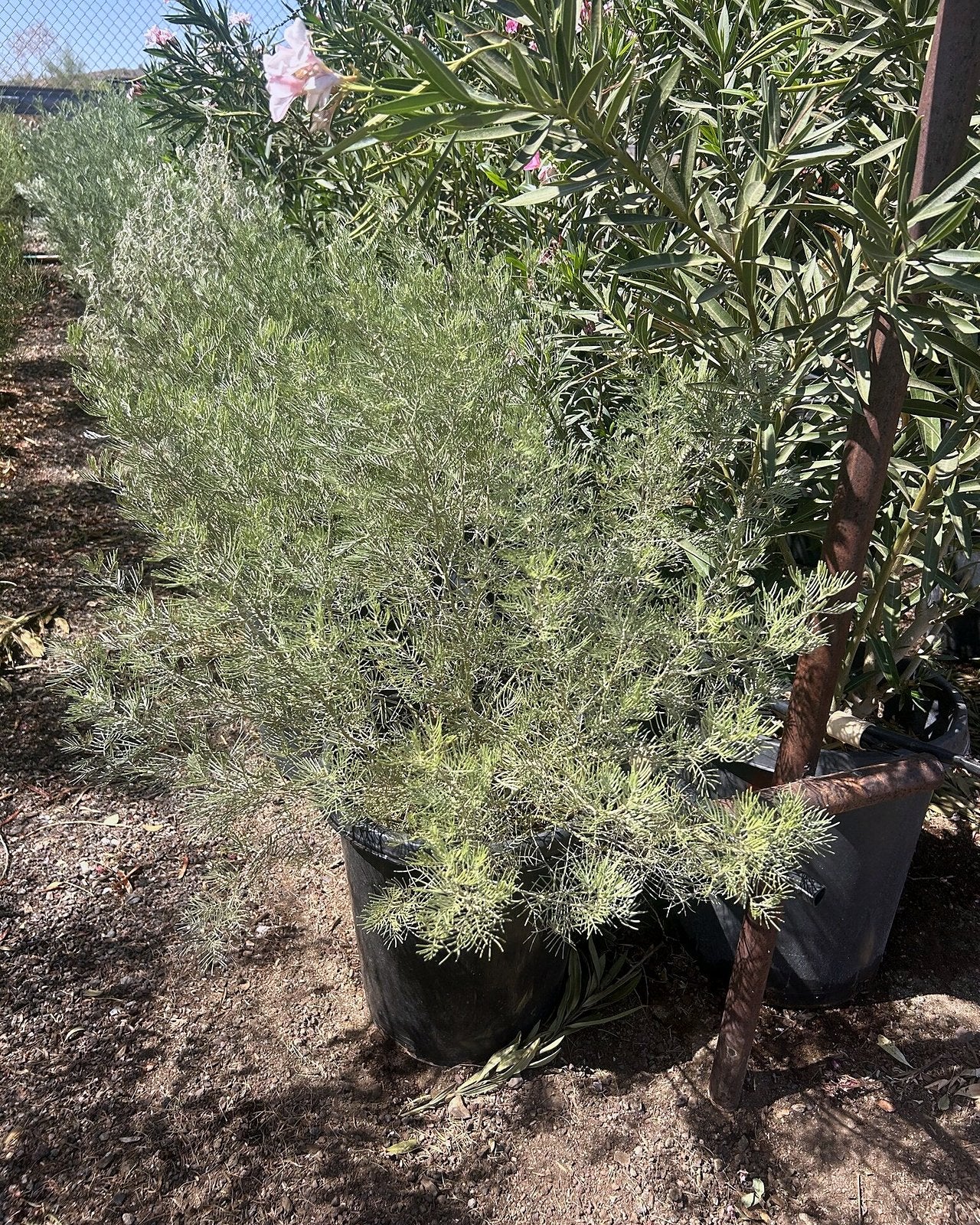 Feathery Cassia