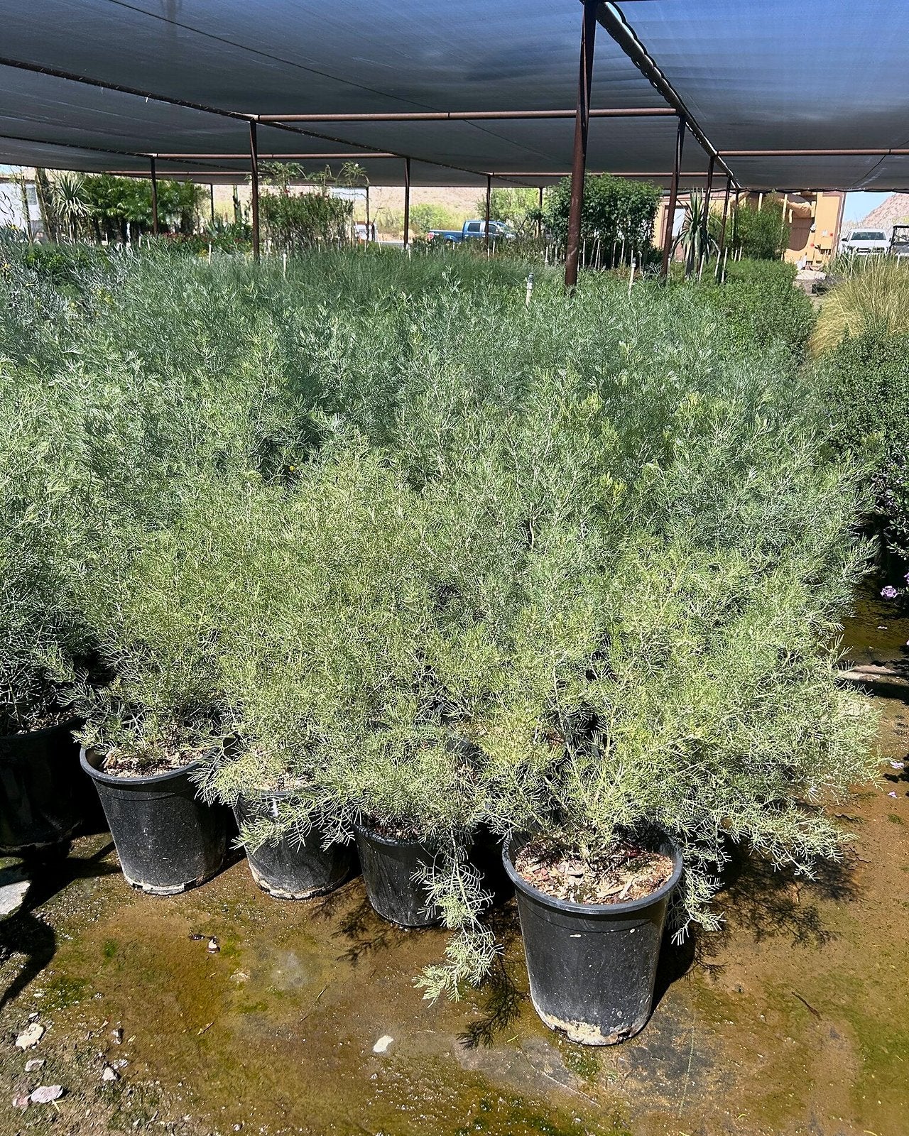 Feathery Cassia
