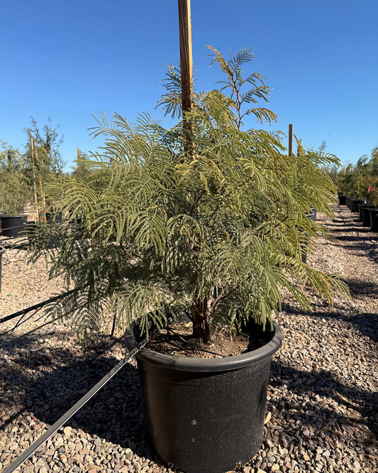 Fern of the Desert