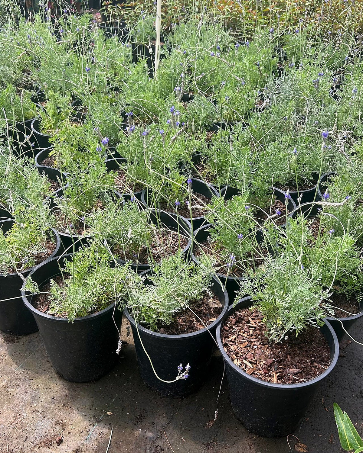 Fernleaf Lavender